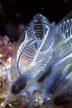 Image of Light-bulb sea squirt