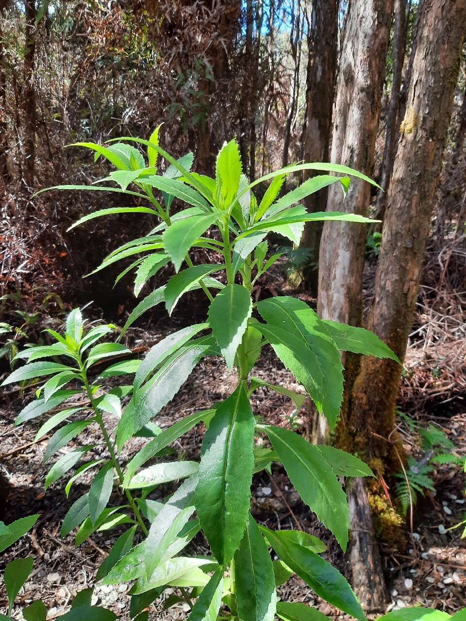 Image de Scaevola kilaueae Degener