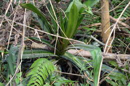 Image of Ananas macrodontes É. Morren