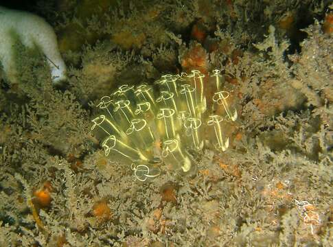 Image of Light-bulb sea squirt