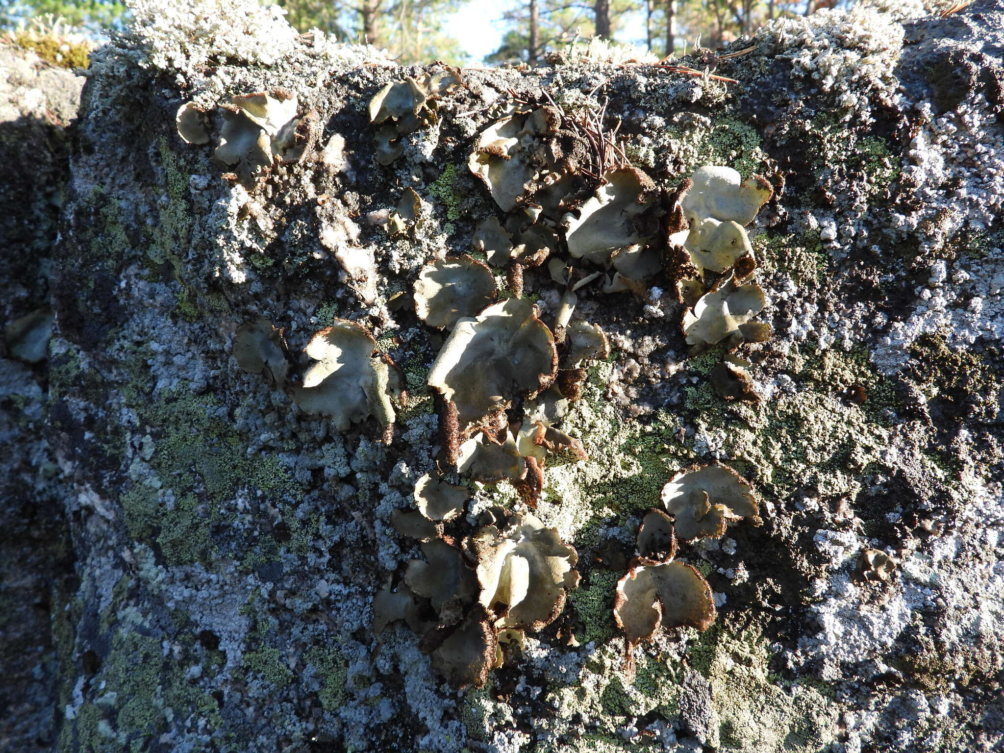 Image of hairy navel lichen