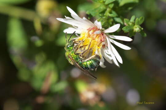 صورة Agapostemon sericeus (Förster 1771)