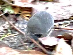 Image of Trowbridge's shrew