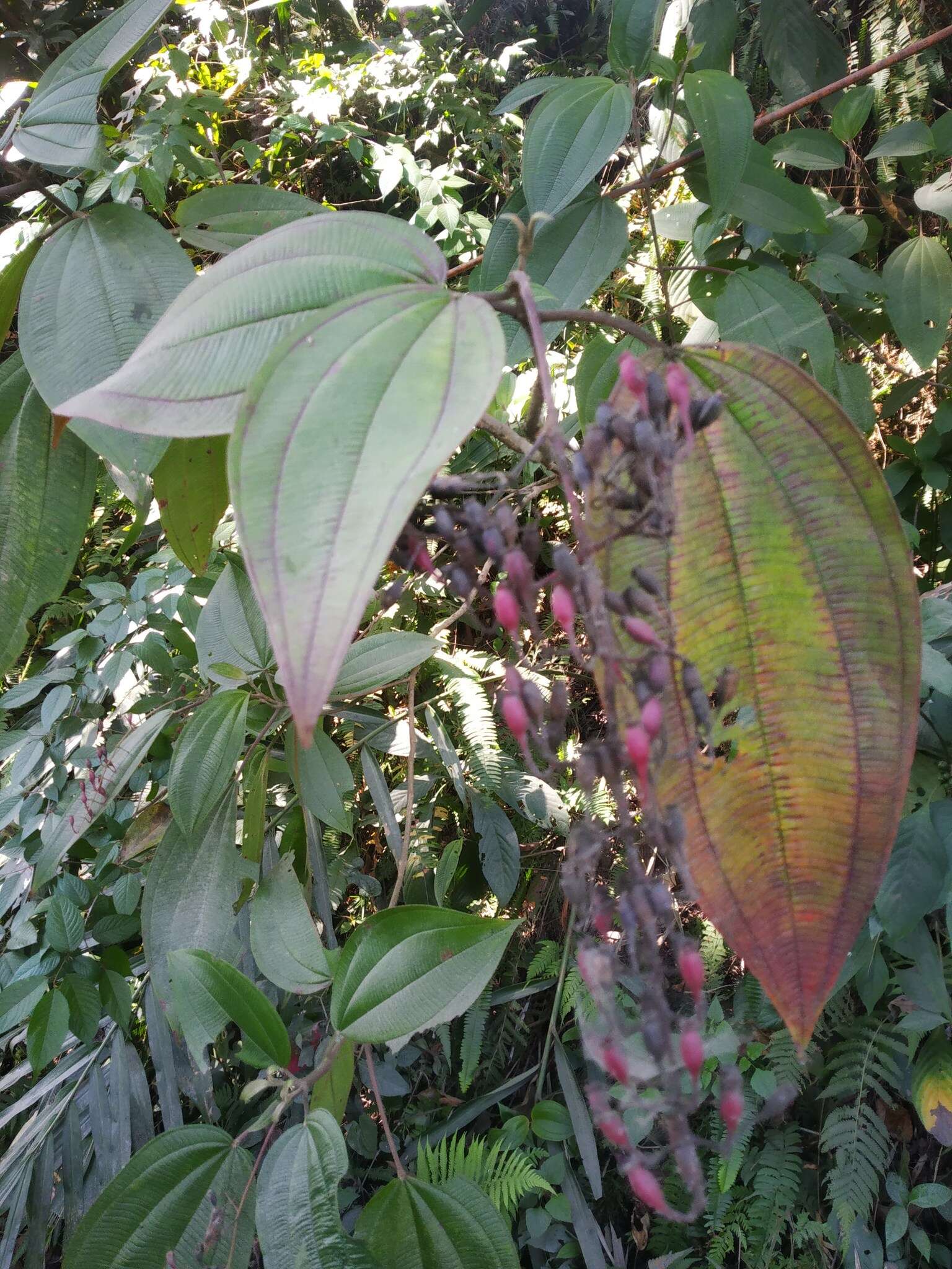 Image de Oxyspora paniculata (D. Don) DC.