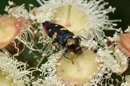 Image of Castiarina insignis (Blackburn 1892)