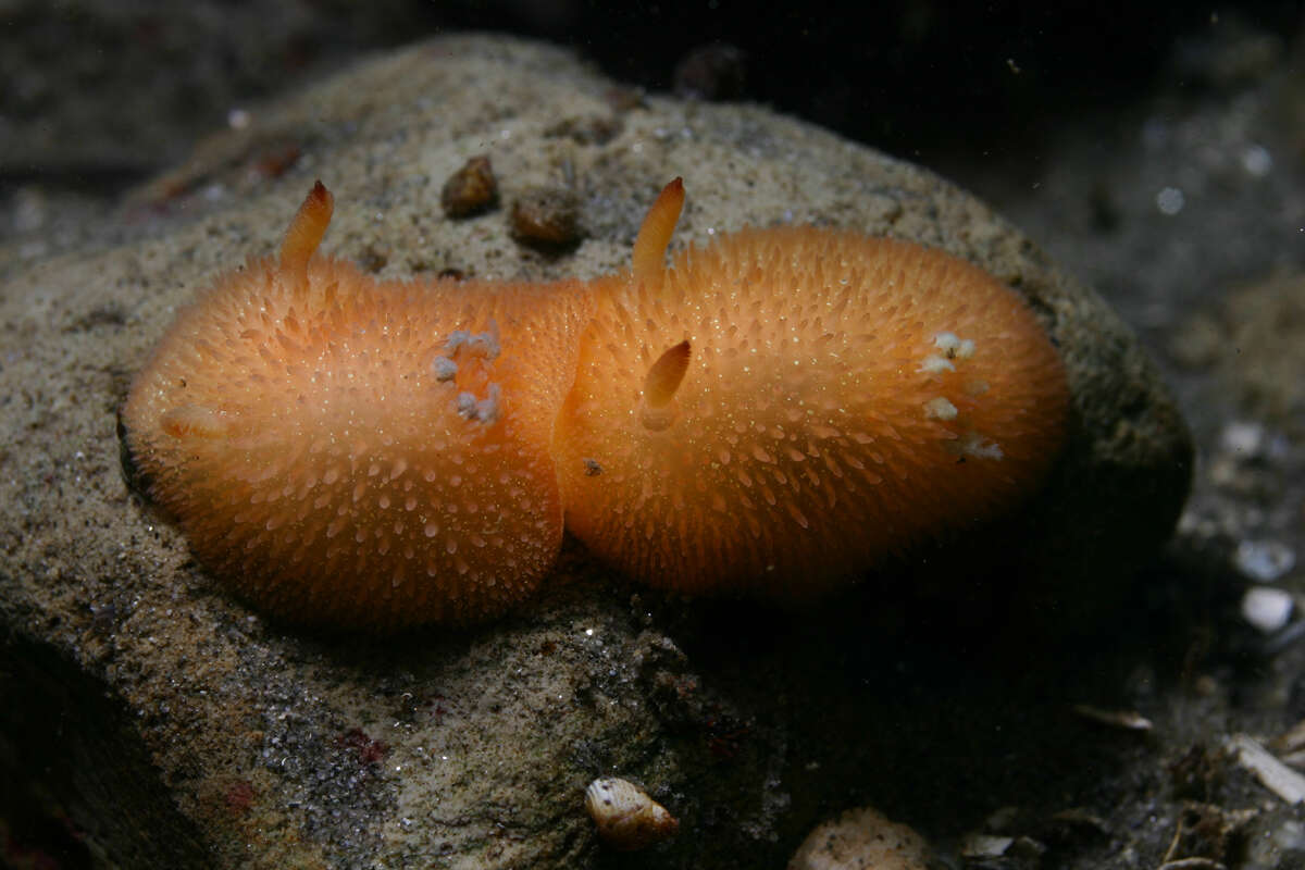 Image of Orange-peel doris