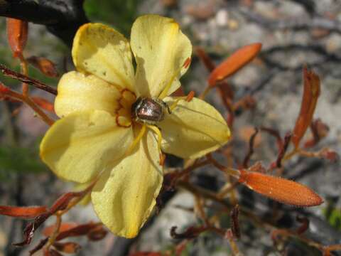 Image of Wachendorfia paniculata Burm.