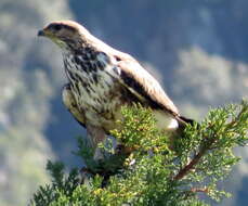 Imagem de Buteo trizonatus Rudebeck 1957