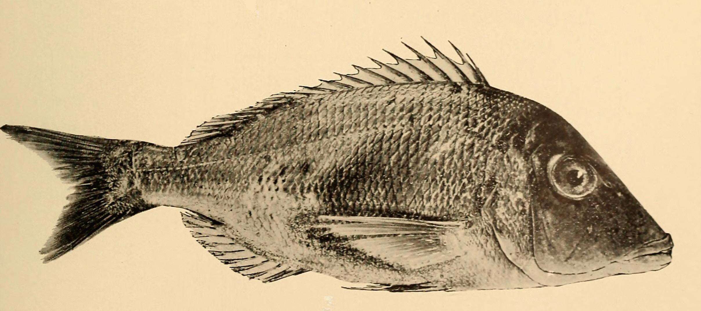 Lethrinus nebulosus (Forsskål 1775) resmi