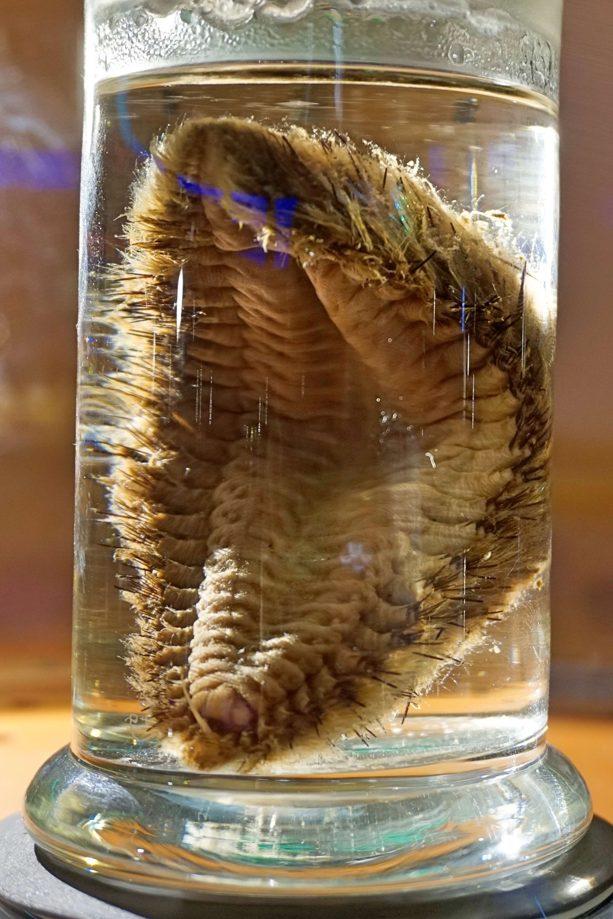 Image of Sea mouse