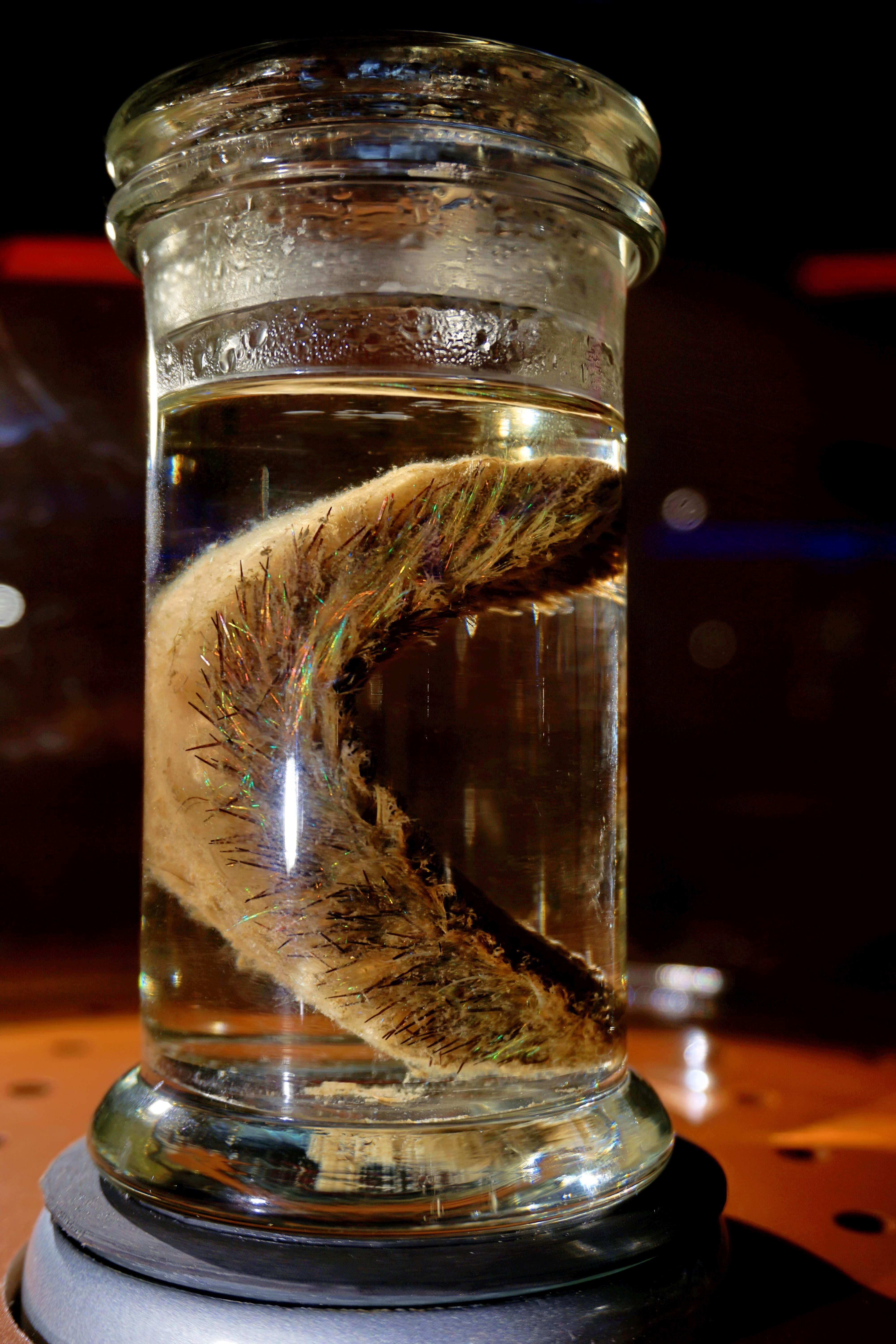 Image of Sea mouse