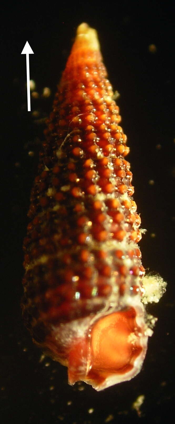Image of Cerithiopsis tubercularis (Montagu 1803)