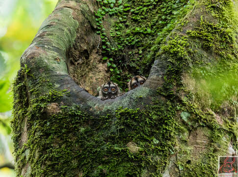 Image of Colombian Gray Night Monkey