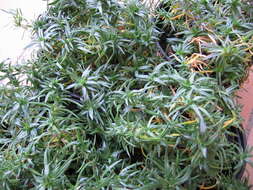 Image of moss phlox