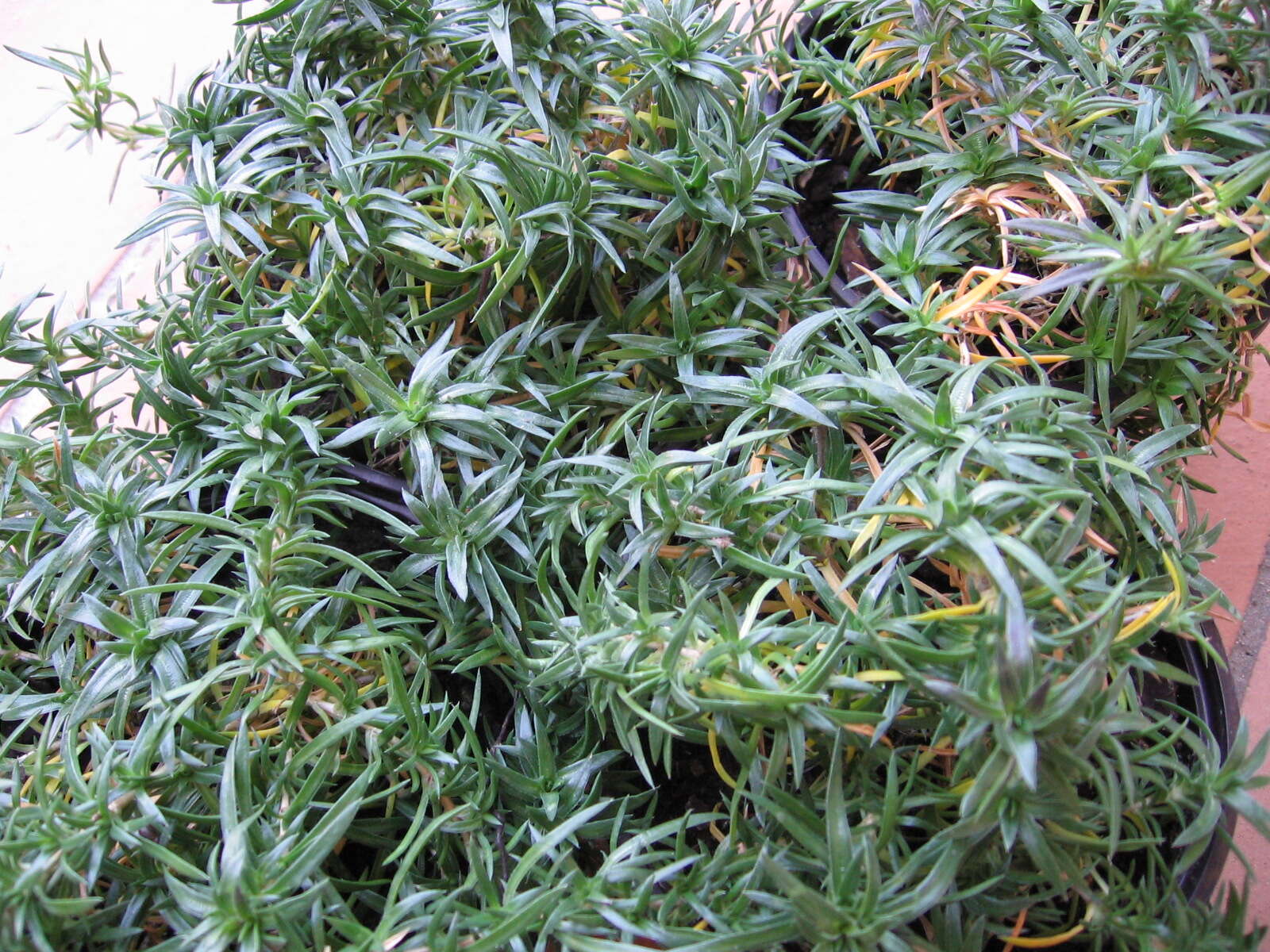 Image of moss phlox