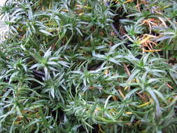 Image of moss phlox