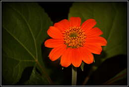 Plancia ëd Tithonia rotundifolia (P. Mill.) Blake