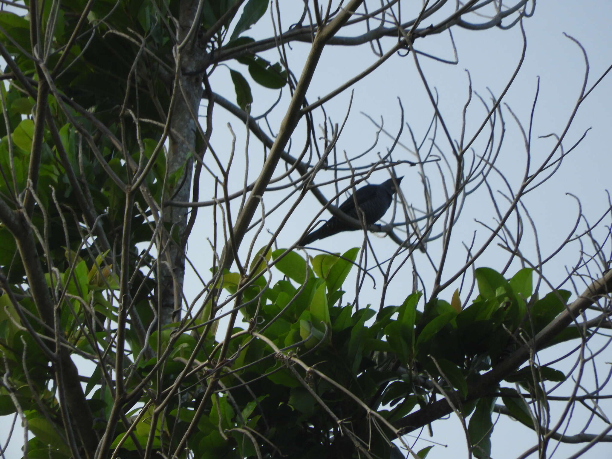 Image of Barred Cuckoo-shrike
