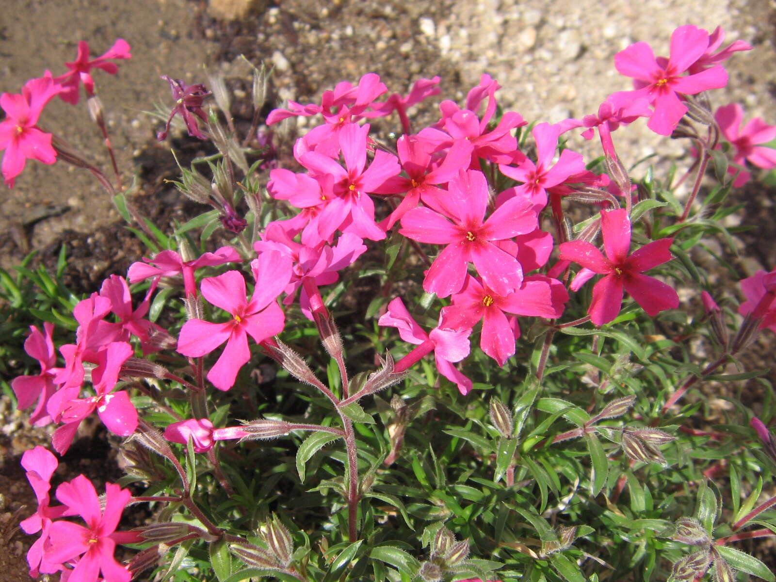 Image of moss phlox