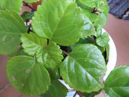 Image de Plectranthus verticillatus (L. fil.) Druce