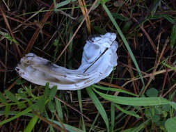 Image of Helvella vespertina N. H. Nguyen & Vellinga 2013