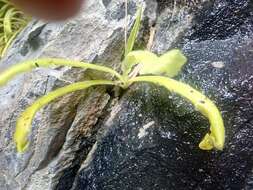 Image of Pinguicula longifolia DC.