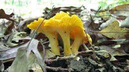 Image de Cantharellus flavus Foltz & T. J. Volk 2013