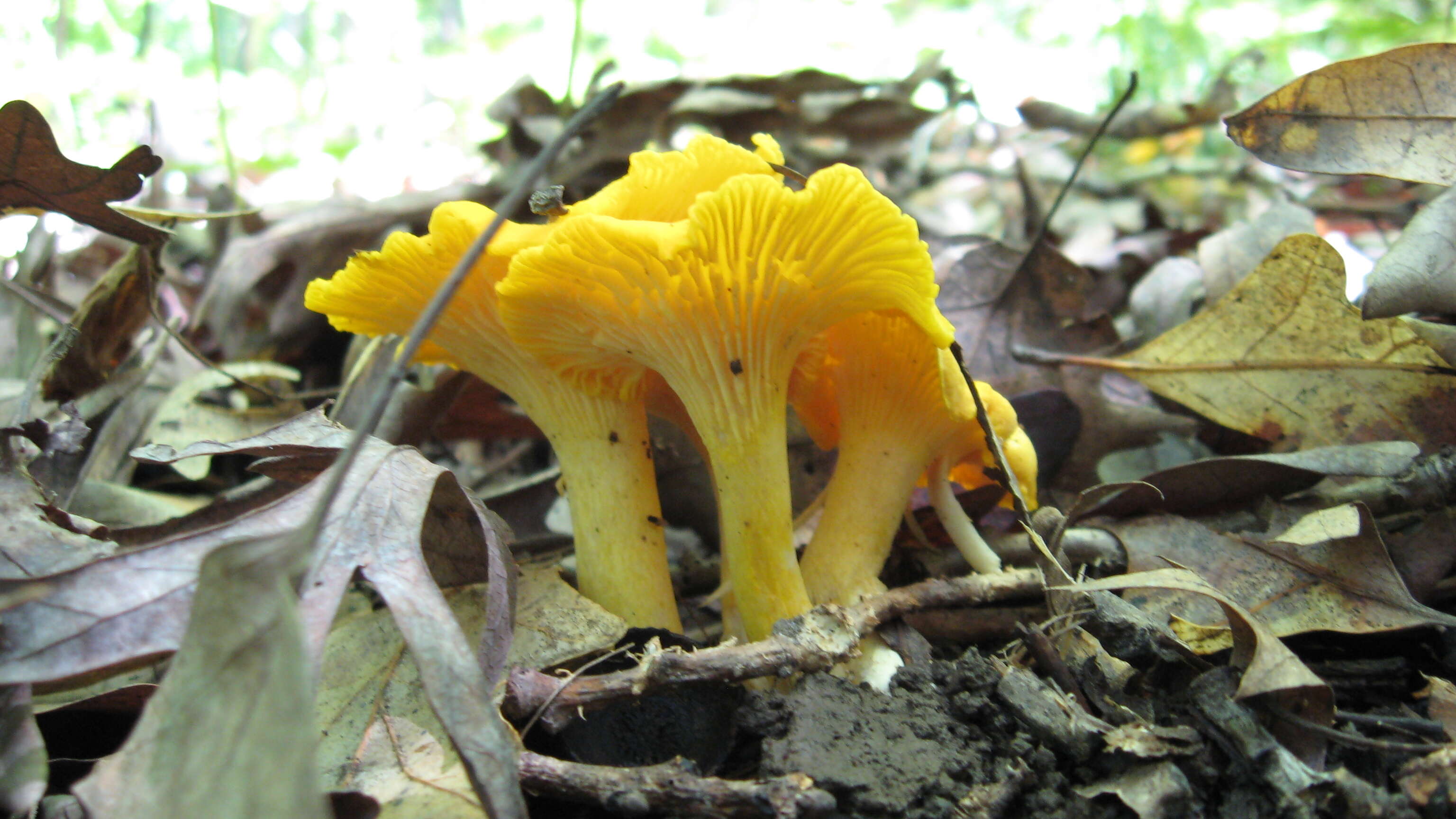 Image de Cantharellus flavus Foltz & T. J. Volk 2013