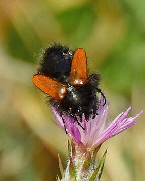 Image of Eulasia (Eulasia) bombyliformis (Pallas 1781)