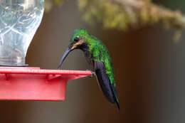 Image of Black-throated Brilliant