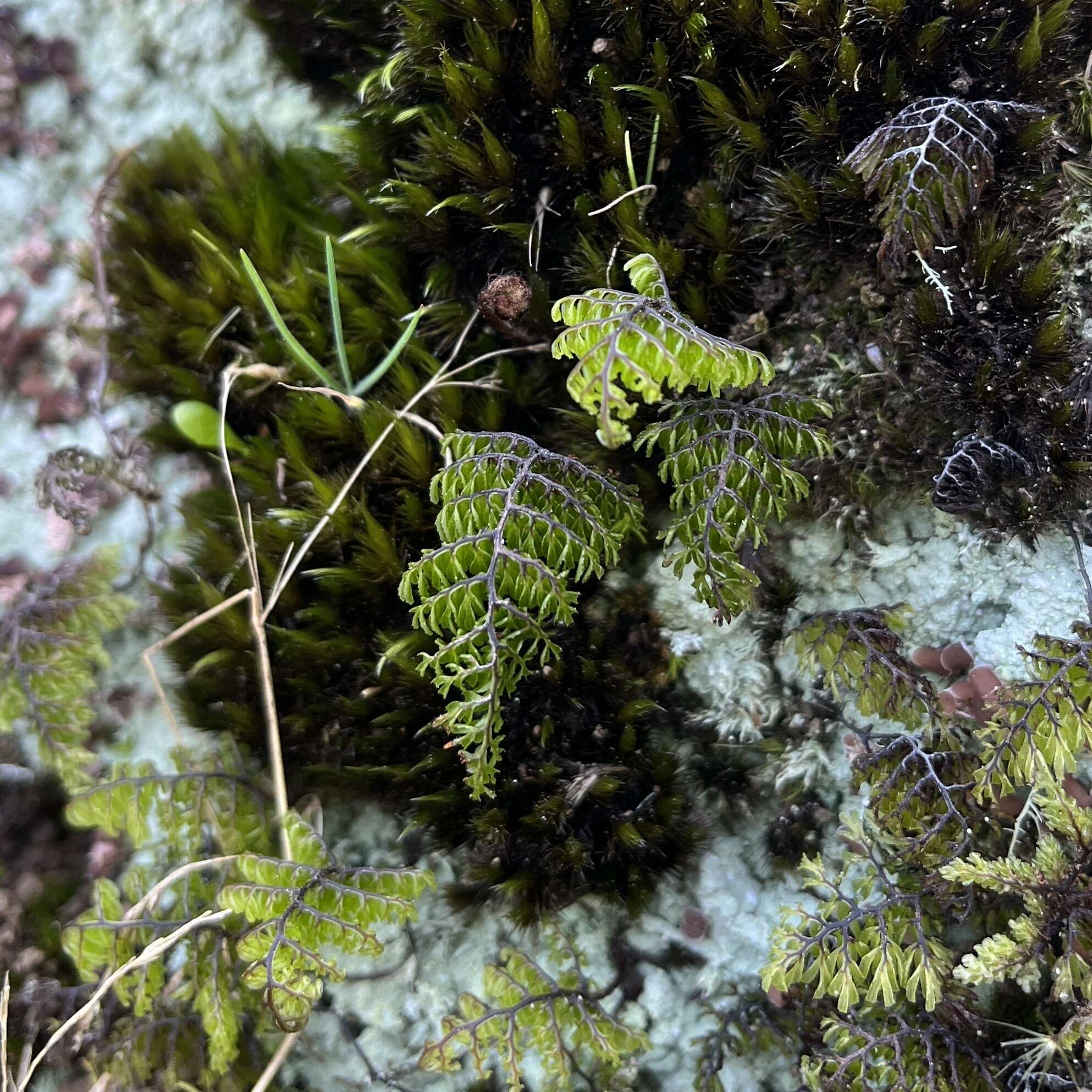 Imagem de Hymenophyllum dentatum Cav.