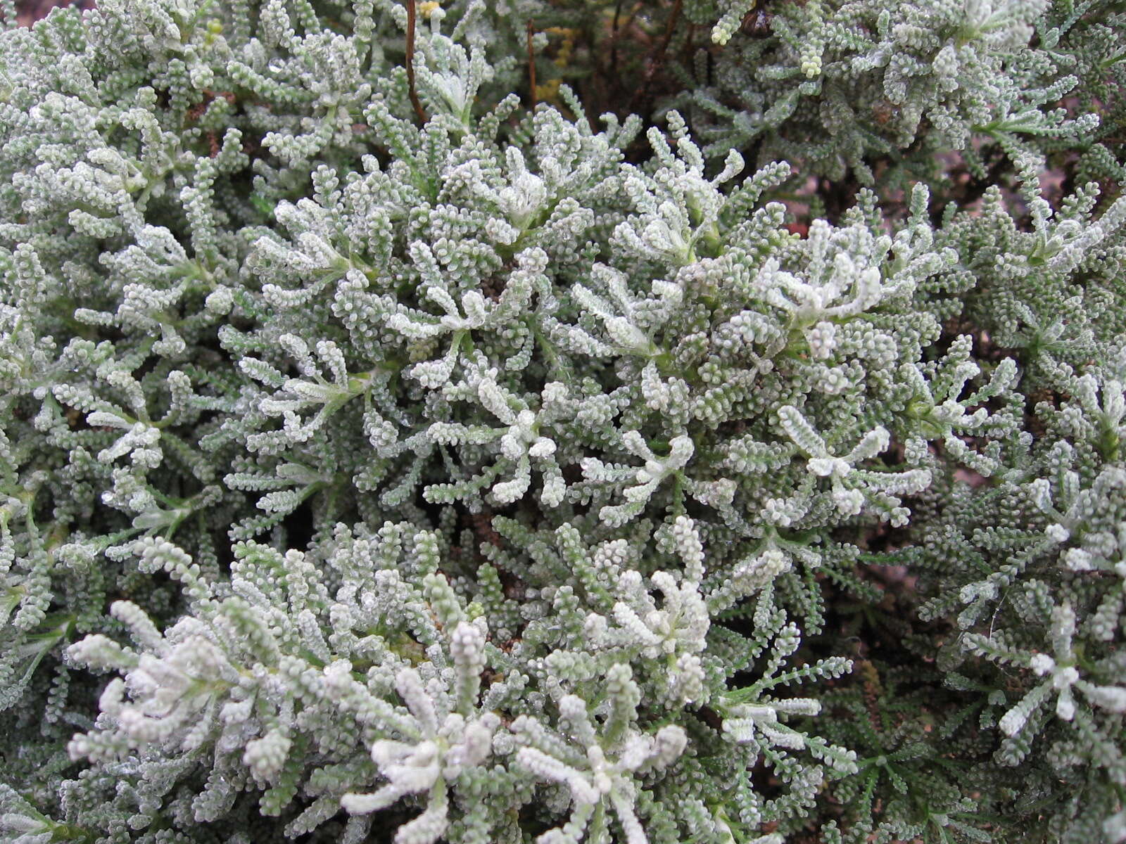 Image of lavender cotton