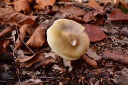 Image of Tricholoma saponaceum (Fr.) P. Kumm.