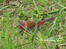 Image of Orange-cheeked Waxbill