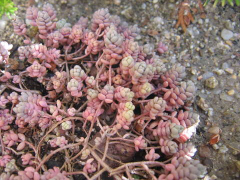 Image of thick-leaf stonecrop