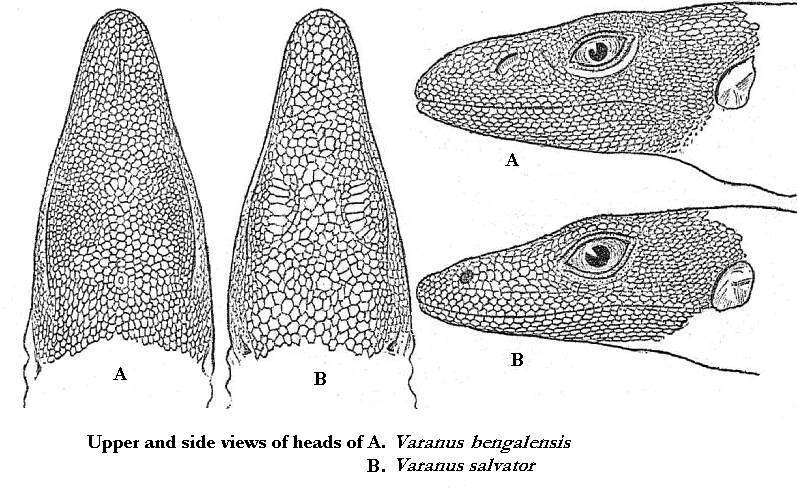 Image of Bengal Monitor Lizard