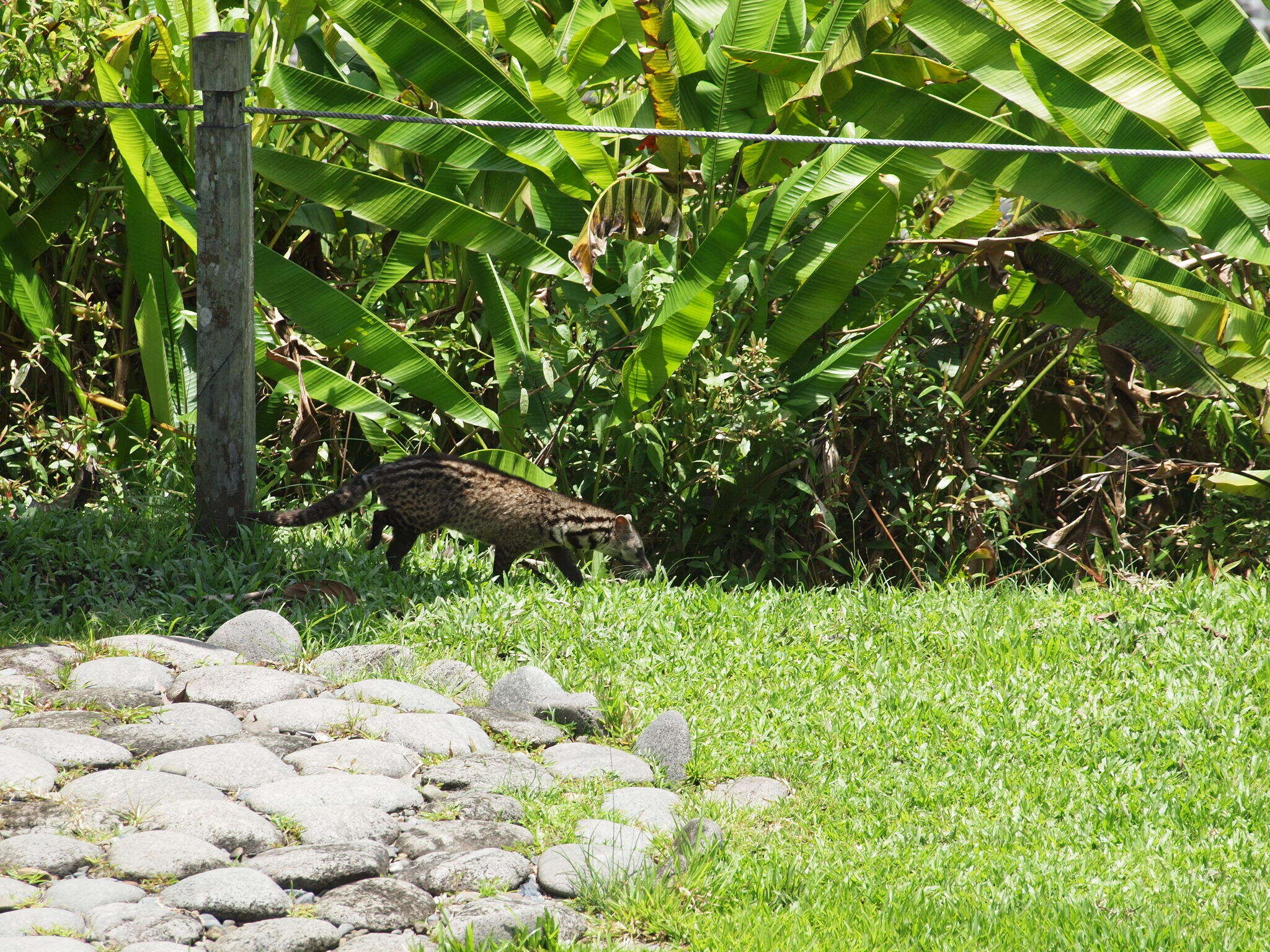 Image of Oriental Civet