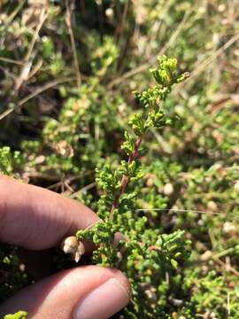 Image of Hearst Ranch buckbrush