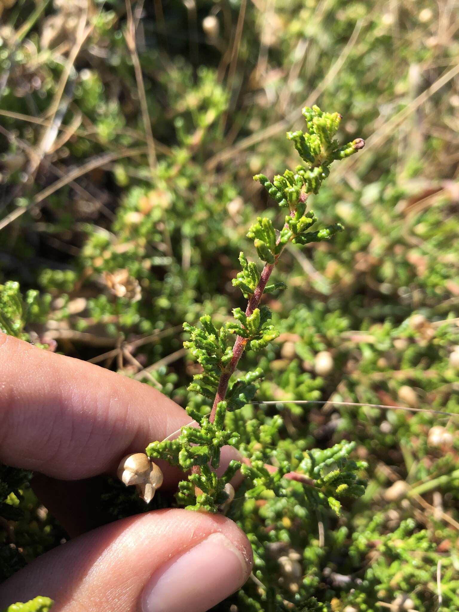 Image of Hearst Ranch buckbrush