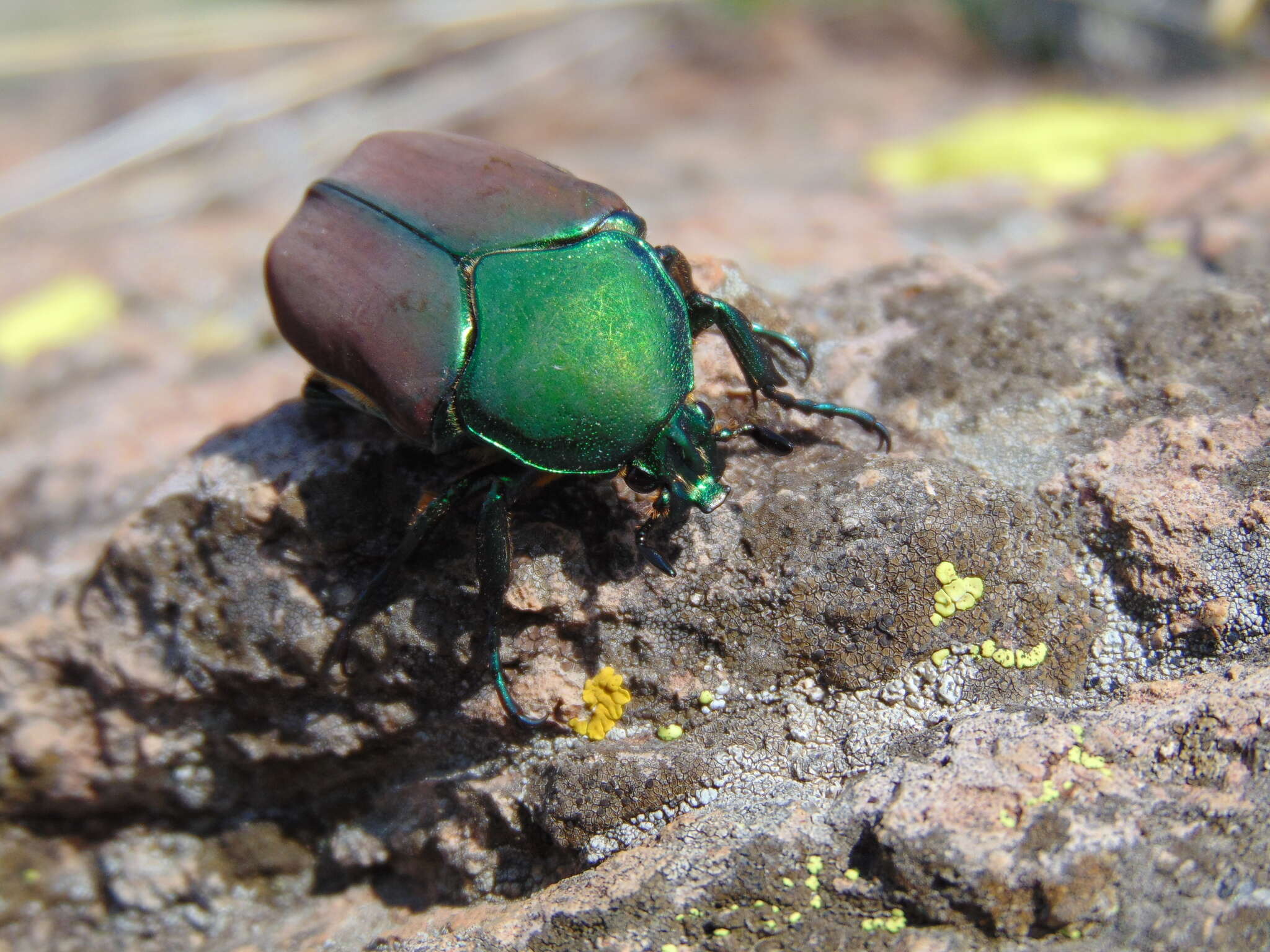 Image of Cotinis laticornis Bates 1889