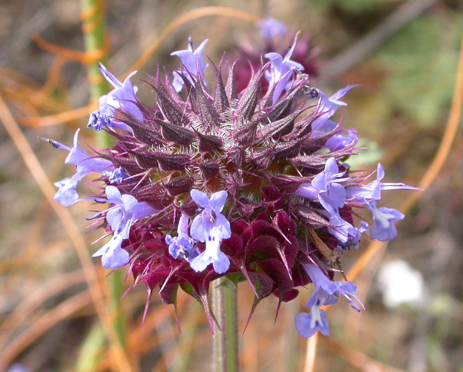 Imagem de Salvia columbariae Benth.