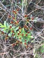 Image of cluster-leaf st.john's wort