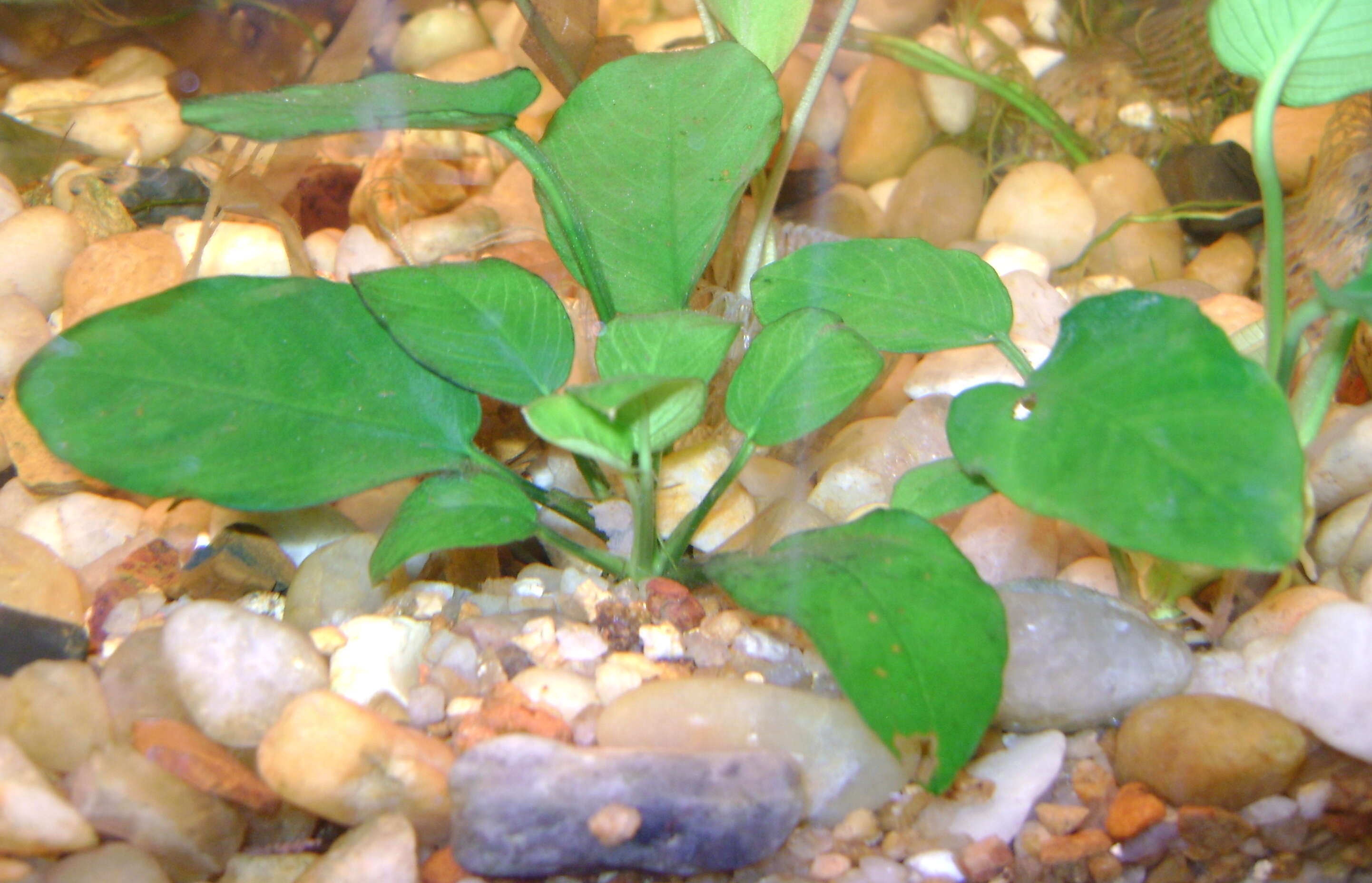 Image of Anubias barteri Schott