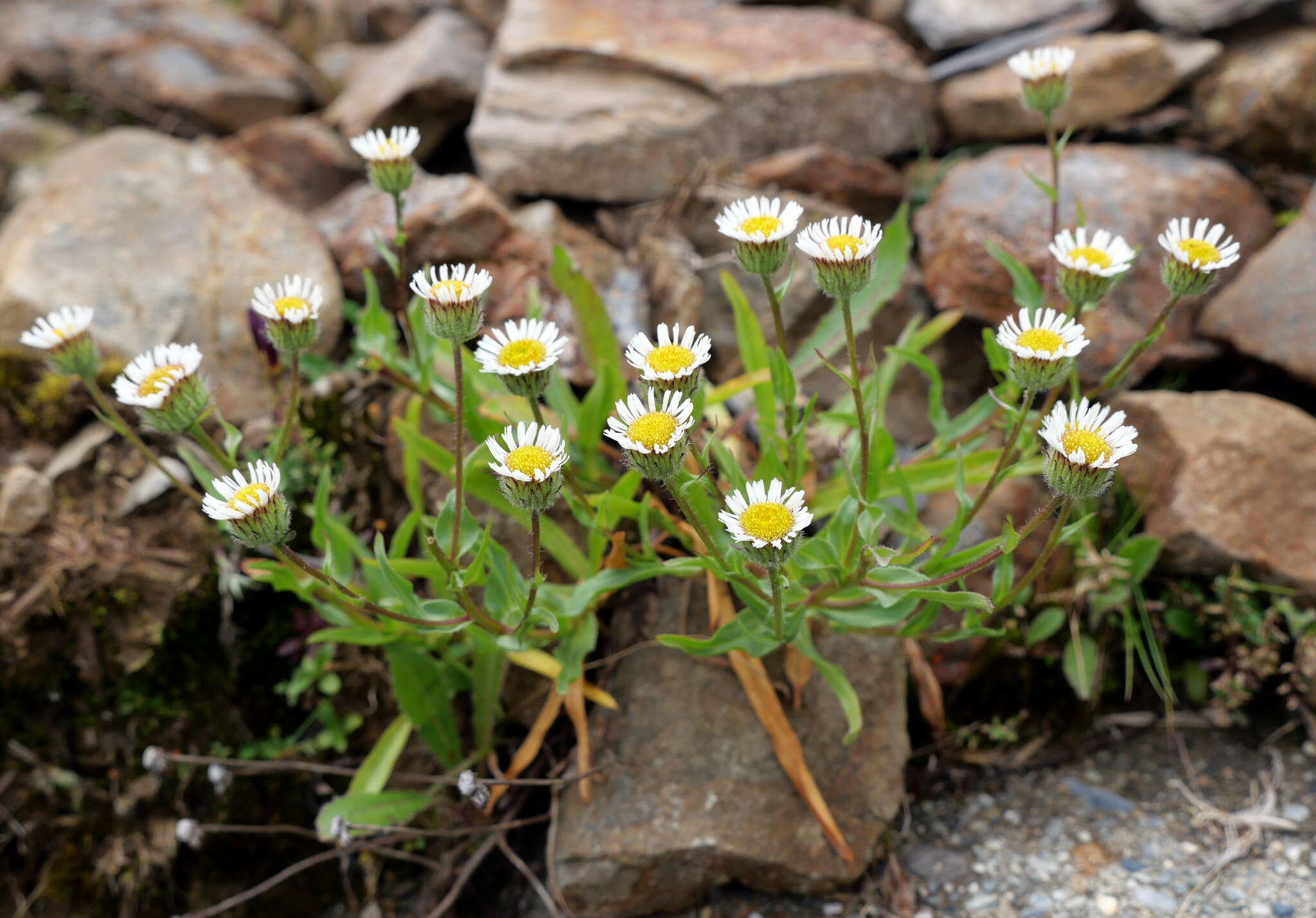 Слика од Erigeron morrisonensis Hayata