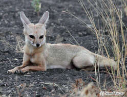 Image of Bengal Fox