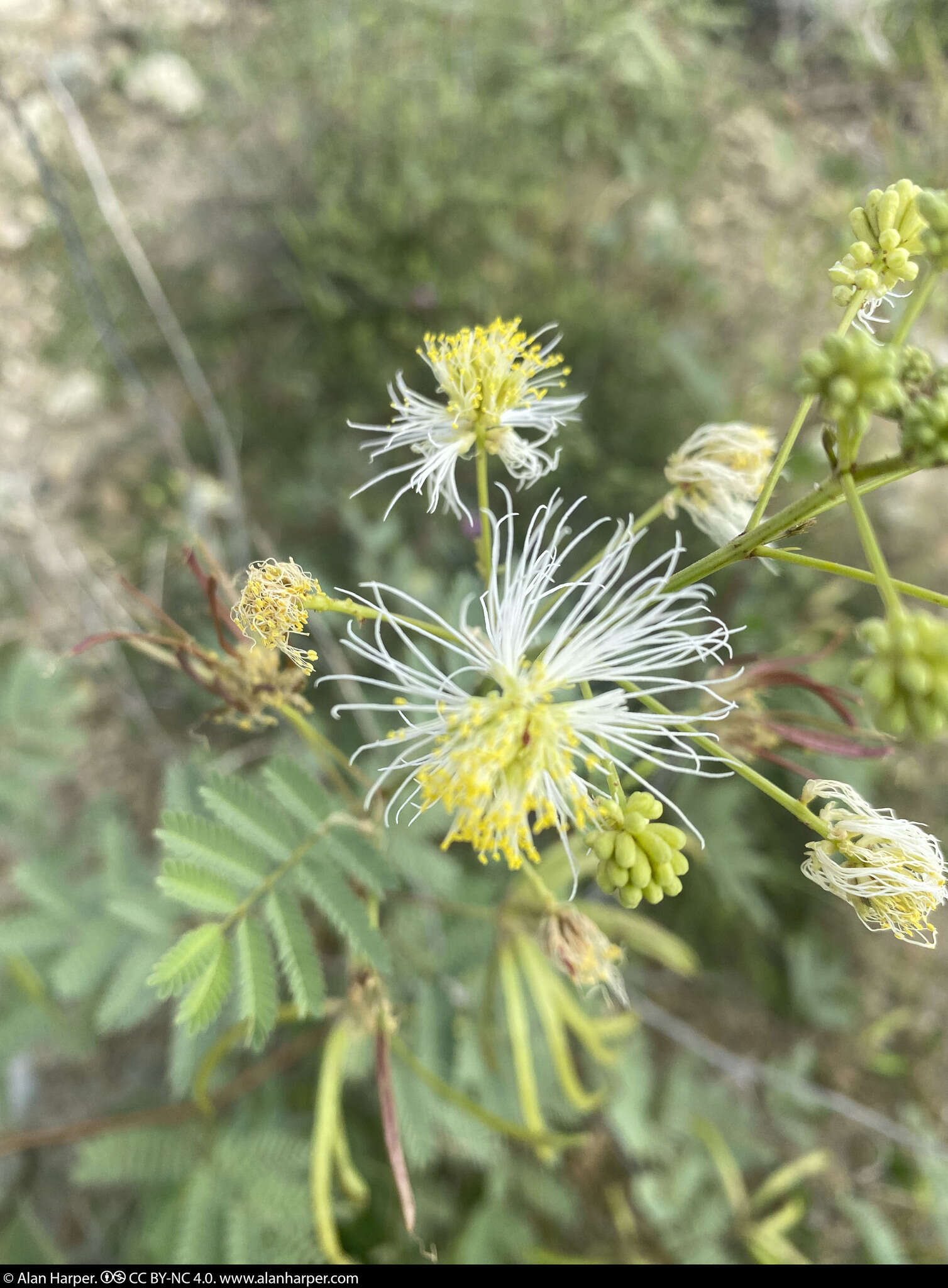 Image of Desmanthus fruticosus Rose