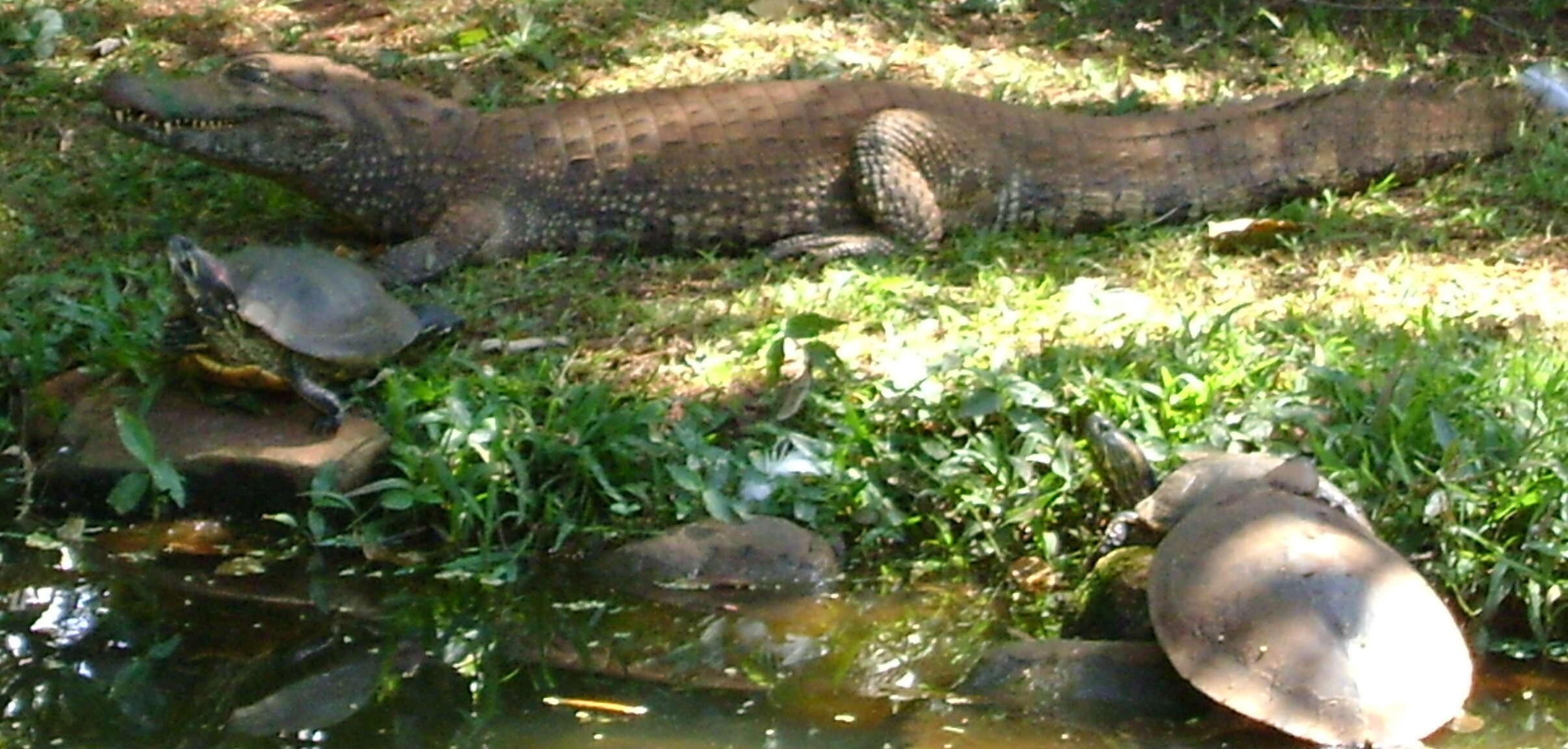 Image of Common Caiman