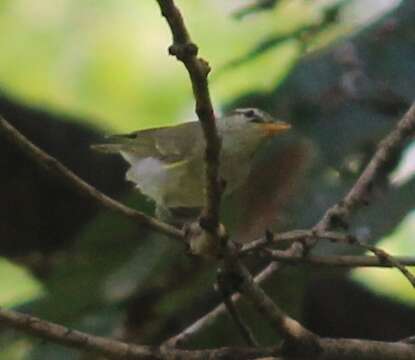 Plancia ëd Phylloscopus occipitalis (Blyth 1845)