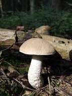 Image of Leccinum scabrum (Bull.) Gray 1821