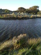 Imagem de Melaleuca brevifolia Turcz.